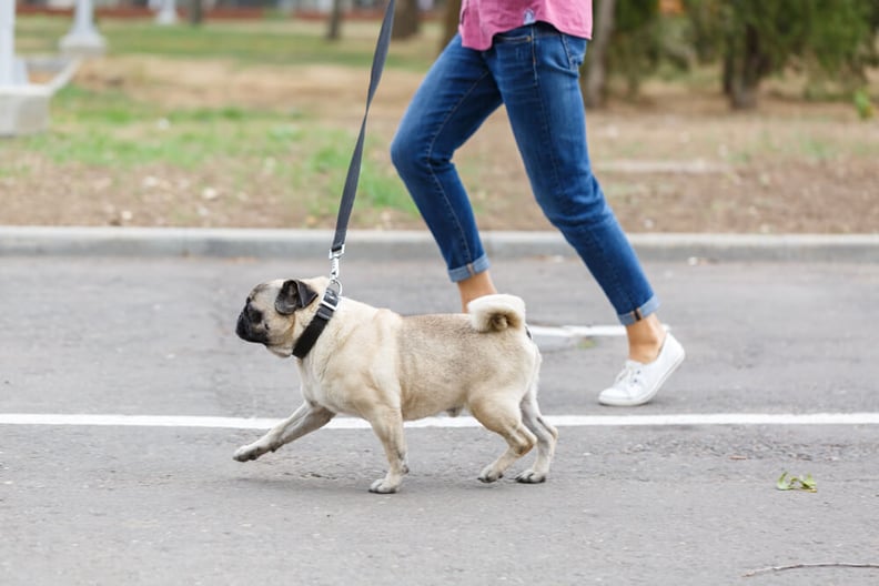 Add weight 2024 to dog